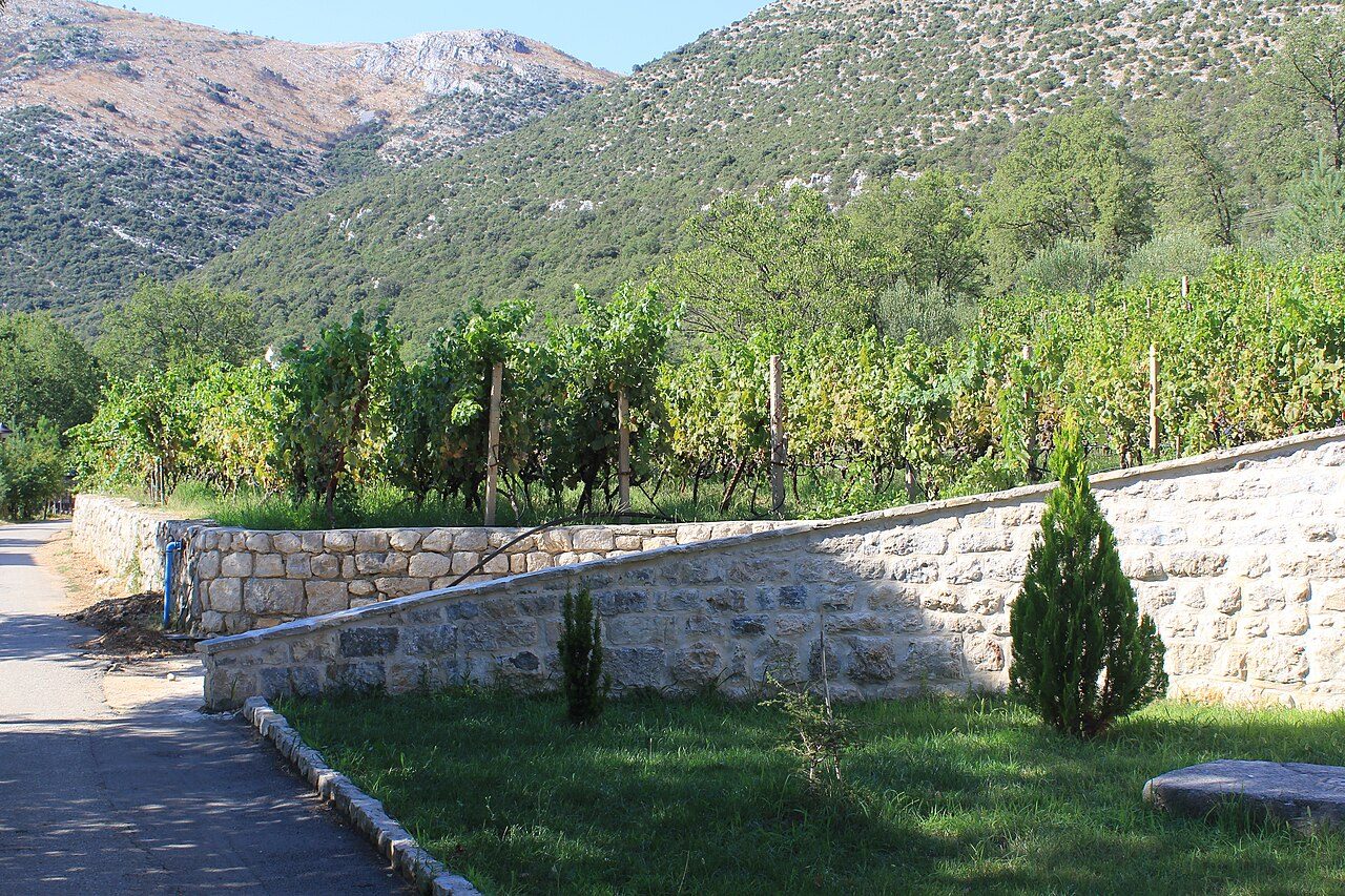 Vineyards beside Tvrdoš Monastery near Trebinje, below bare Herzegovina hills