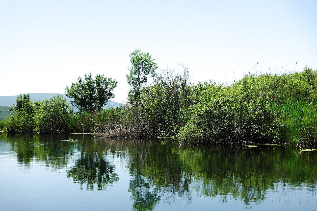 Still water, reeds and shrubs in the Hutovo Blato wetlands