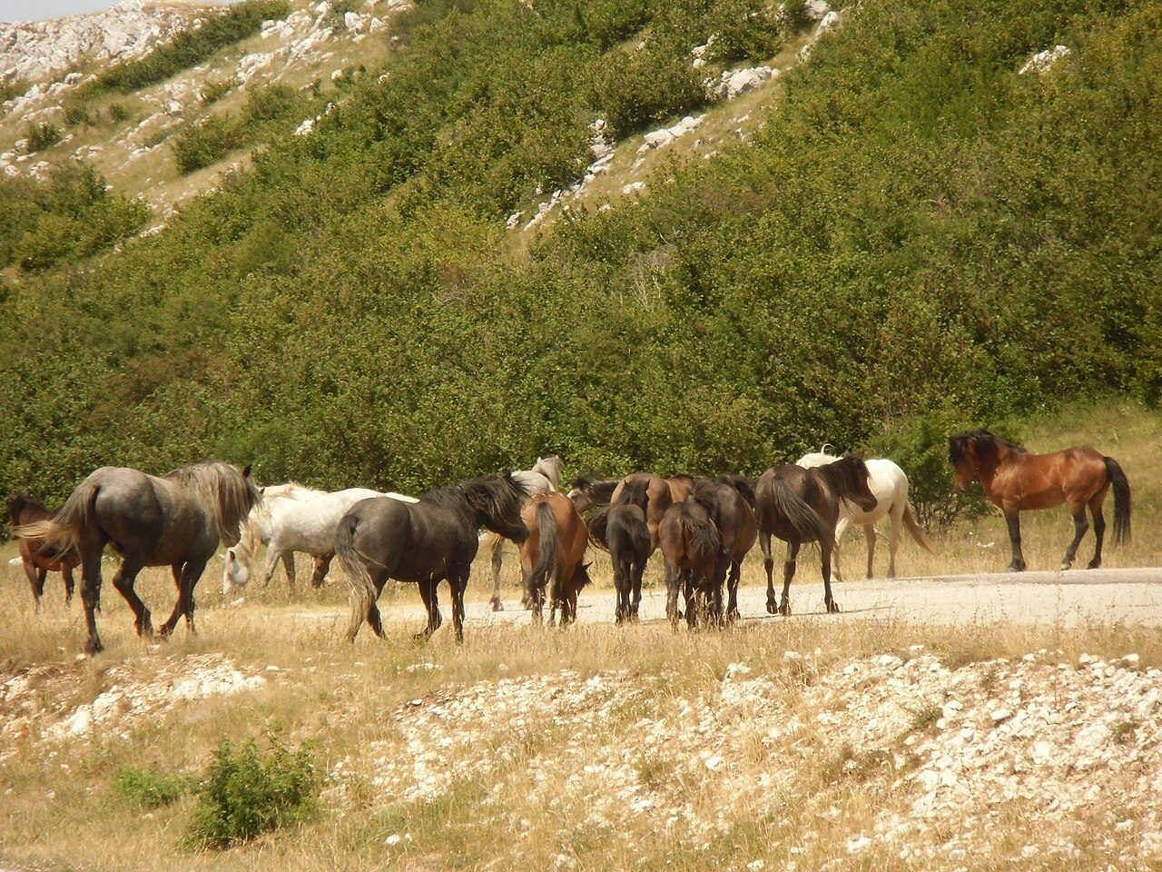 A herd of wild horses grazing on a rocky hillside above Livno